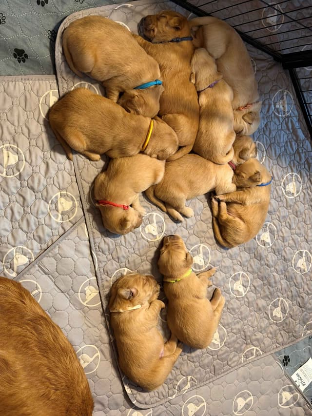 Golden Retriever Puppies media 8