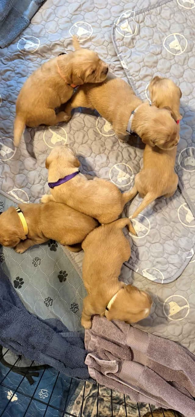 Golden Retriever Puppies media 9