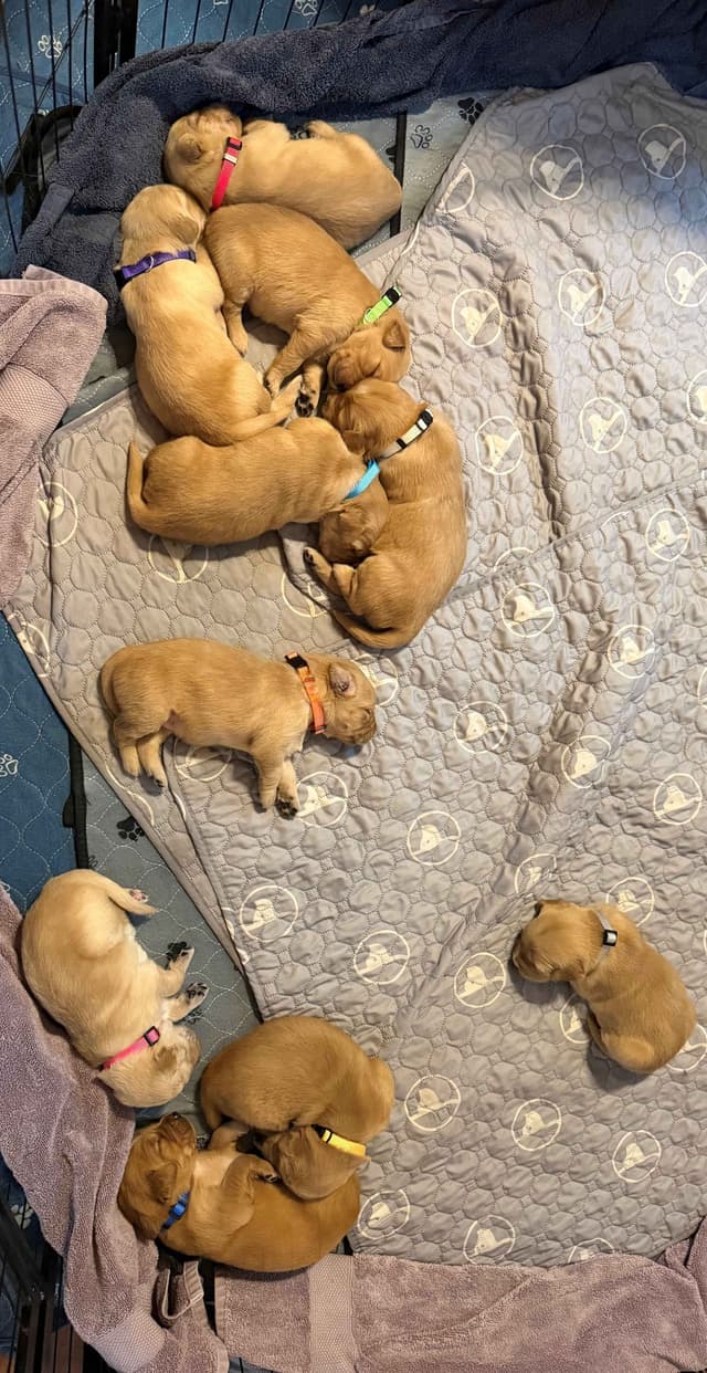 Golden Retriever Puppies media 10