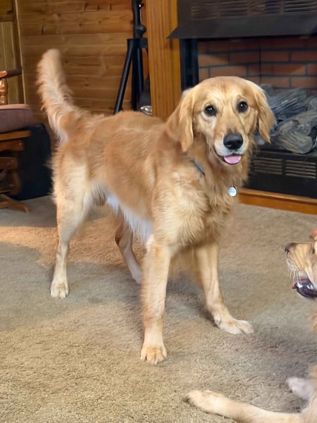 Golden Retriever Puppies media 11