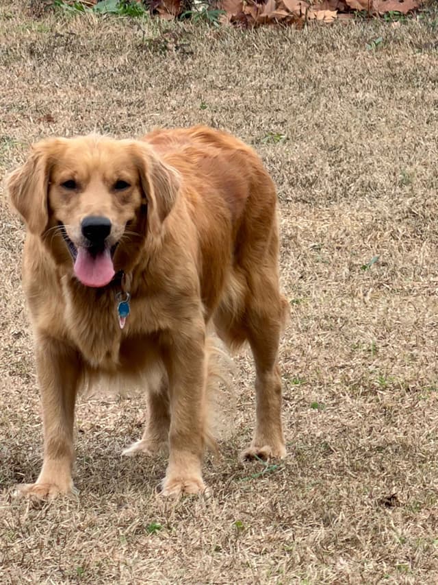 Golden Retriever Puppies media 12