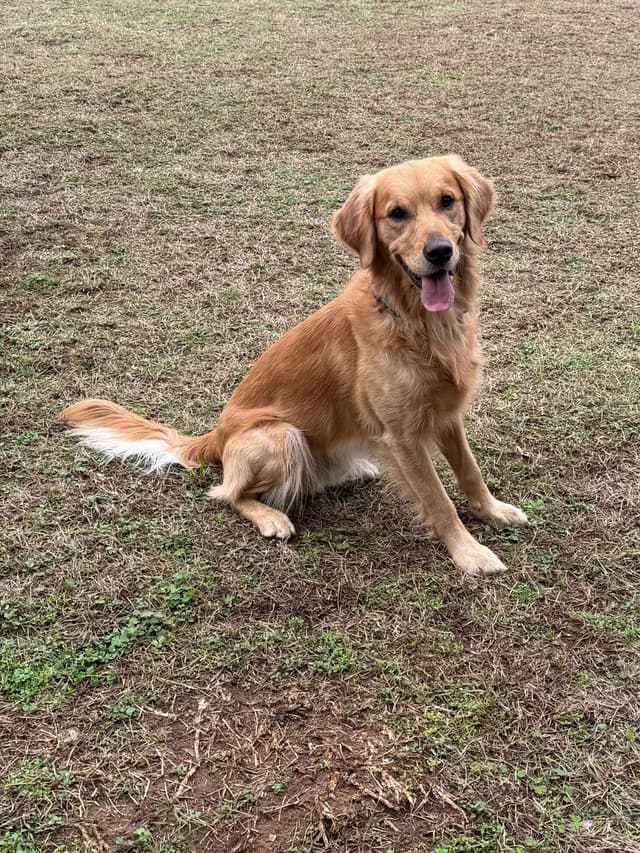 Golden Retriever Puppies media 14