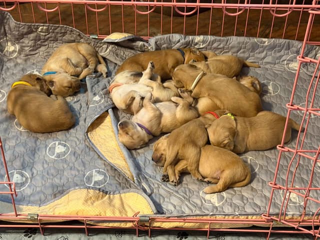 Golden Retriever Puppies media 15