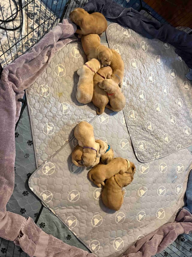 Golden Retriever Puppies media 16