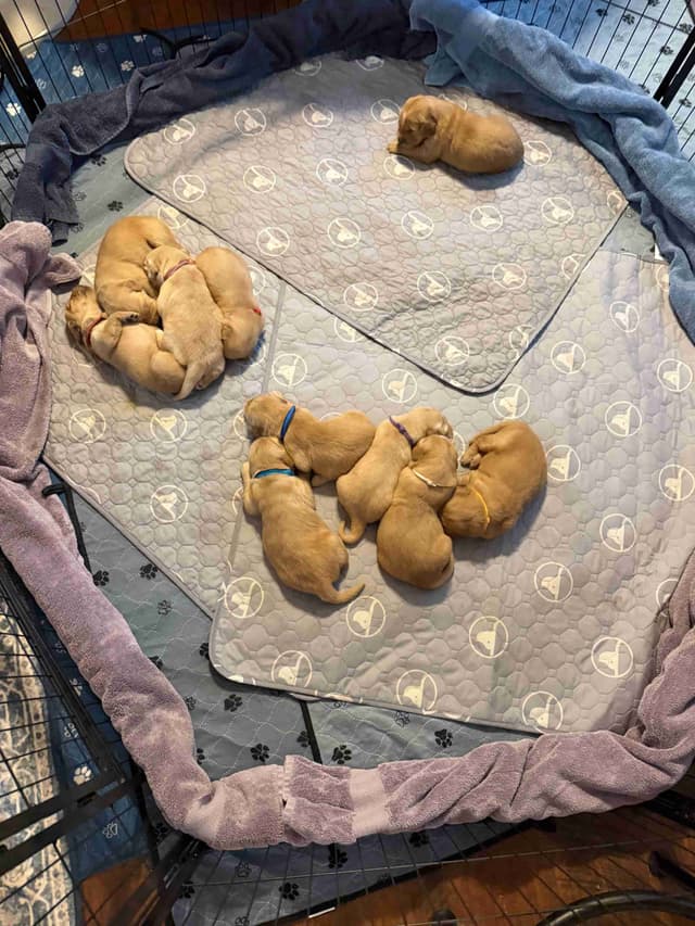 Golden Retriever Puppies media 17