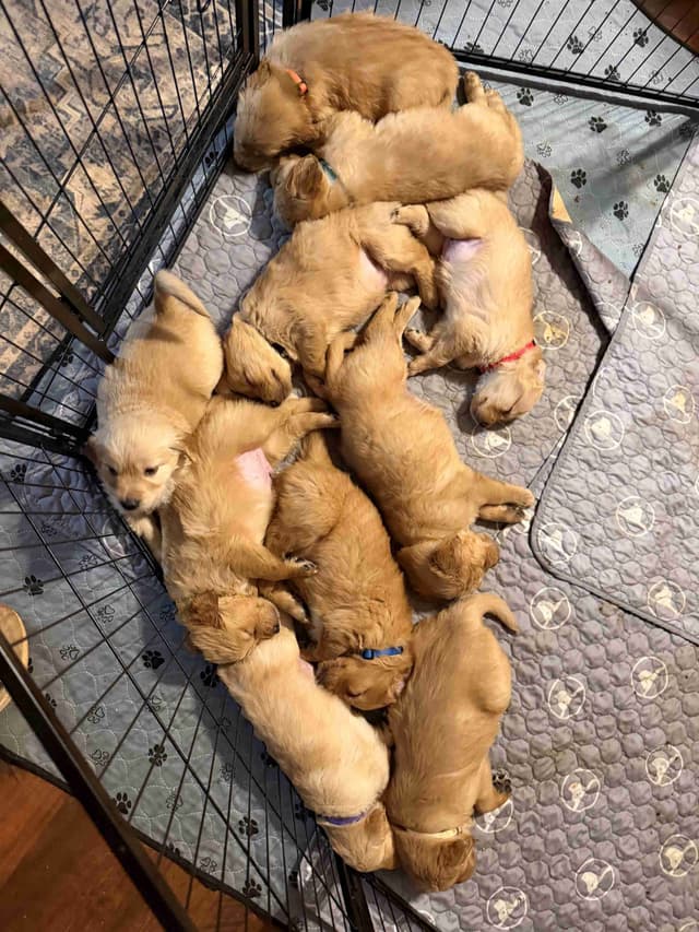 Golden Retriever Puppies media 2