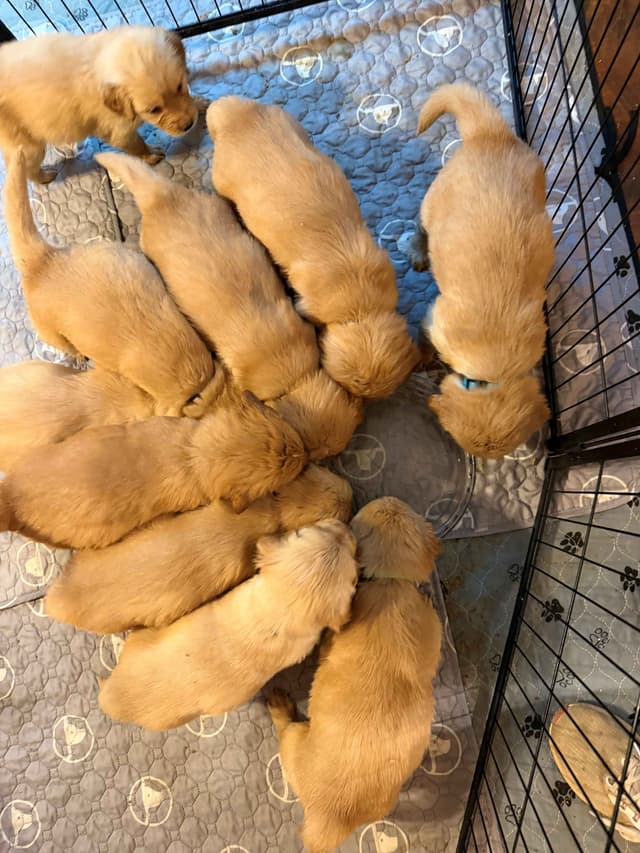 Golden Retriever Puppies media 4