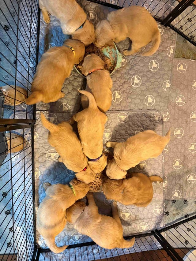 Golden Retriever Puppies media 3