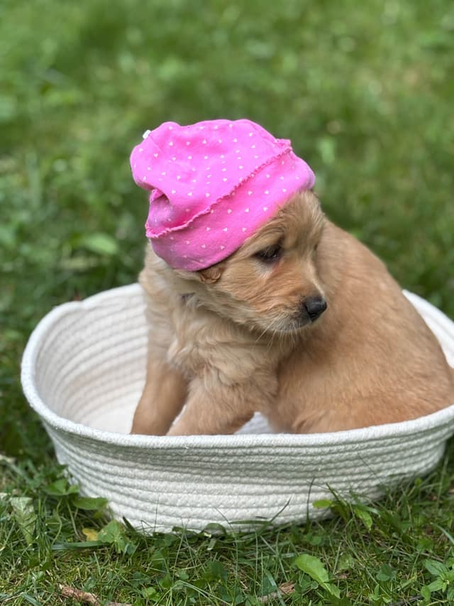 Golden Retriever Puppies media 2