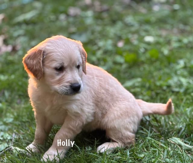 Golden Retriever Puppies media 4