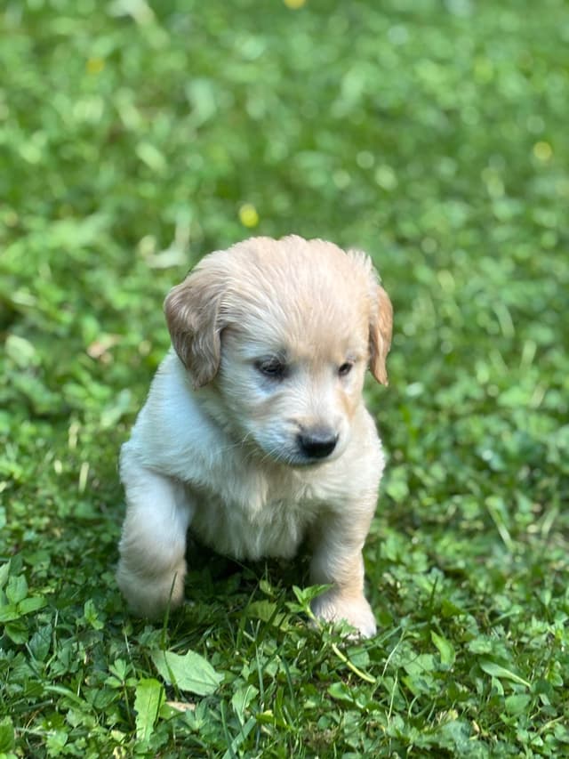 Golden Retriever Puppies media 5