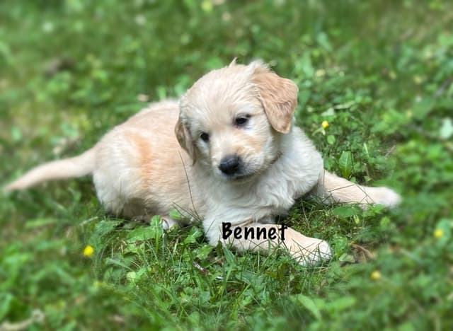 Golden Retriever Puppies media 8