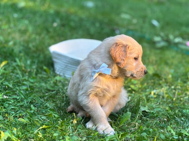 Golden Retriever Puppies media 9