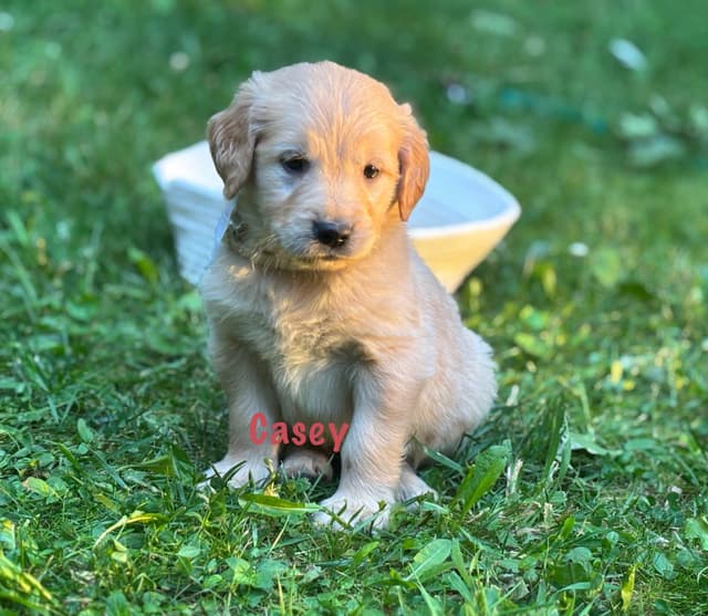 Golden Retriever Puppies media 10