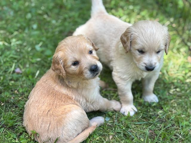 Golden Retriever Puppies media 12
