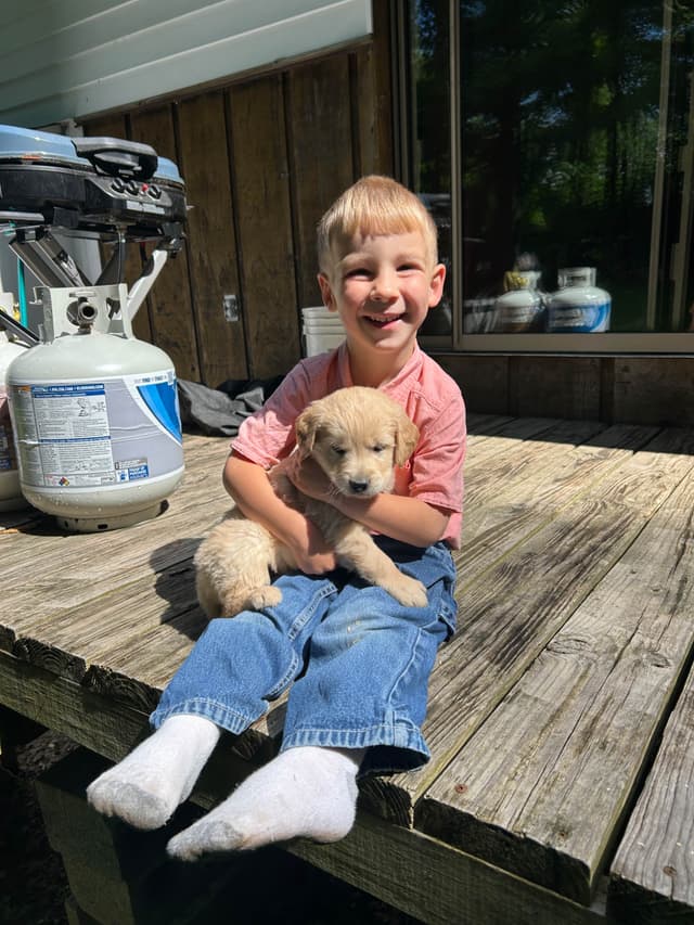 Golden Retriever Puppies media 13