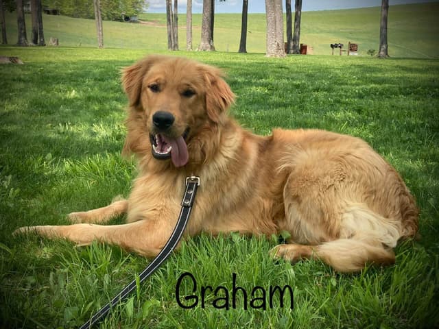 Golden Retriever Puppies media 14