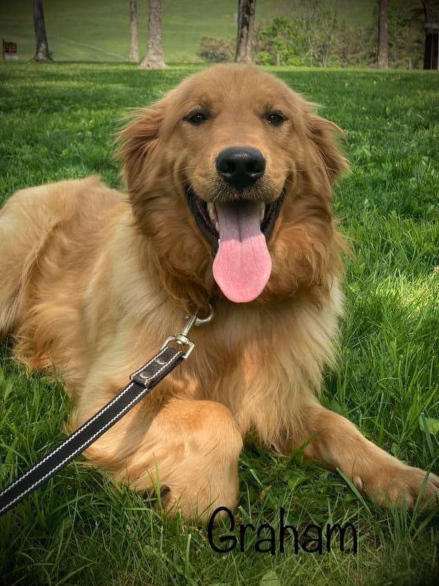 Golden Retriever Puppies media 15