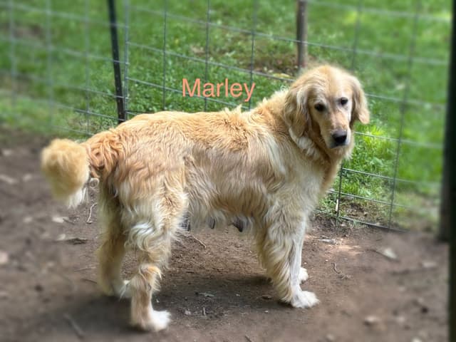 Golden Retriever Puppies media 16