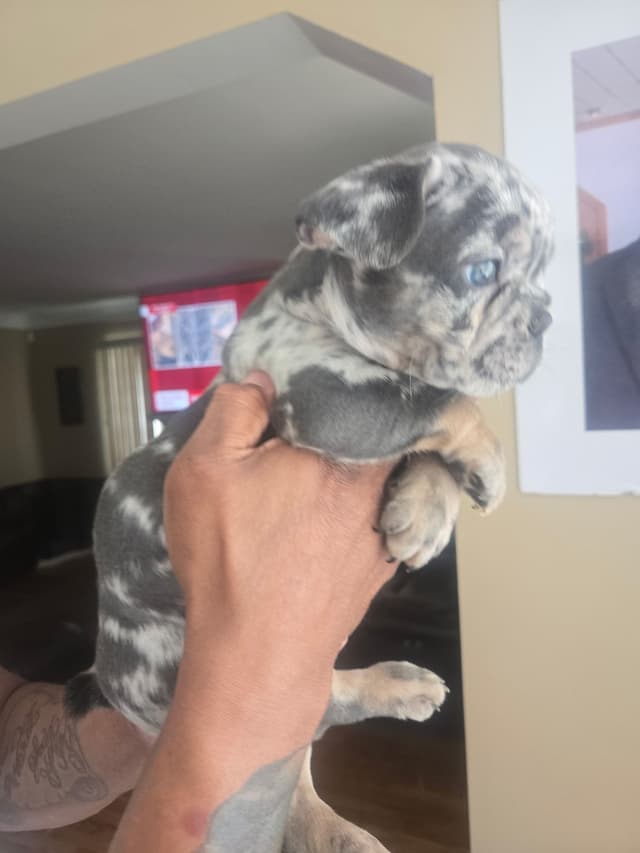 French Bulldog Puppies media 2