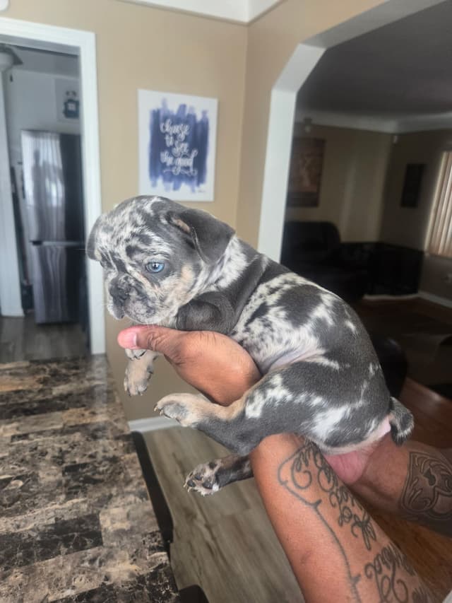 French Bulldog Puppies media 3