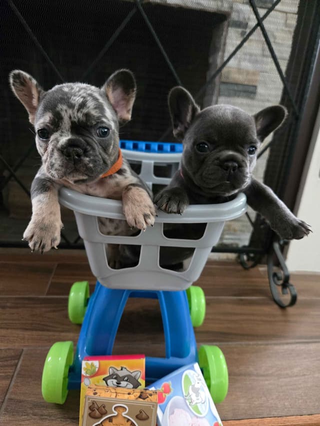 French Bulldog Puppies media 4
