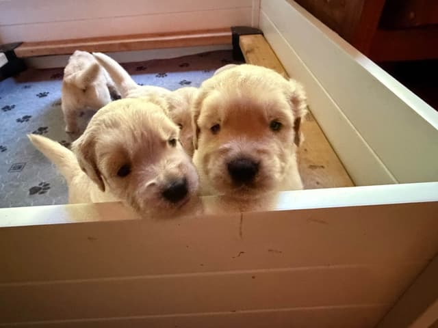 Golden Retriever Puppies media 3