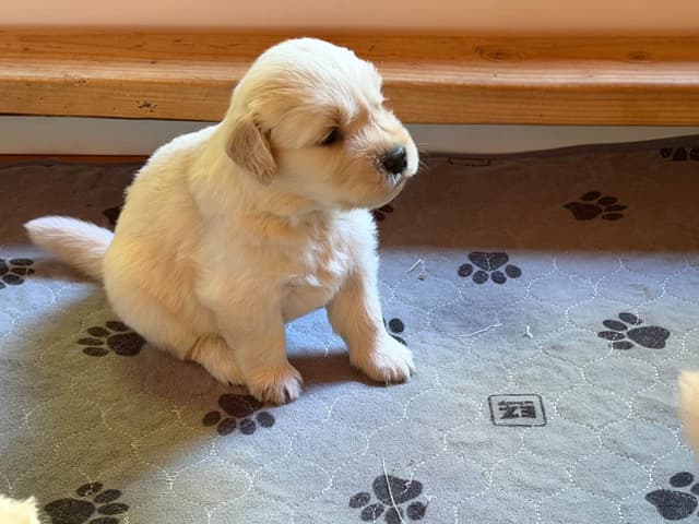 Golden Retriever Puppies media 6
