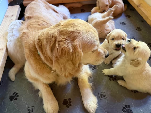 Golden Retriever Puppies media 5