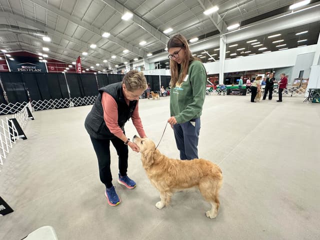 Golden Retriever Puppies media 2