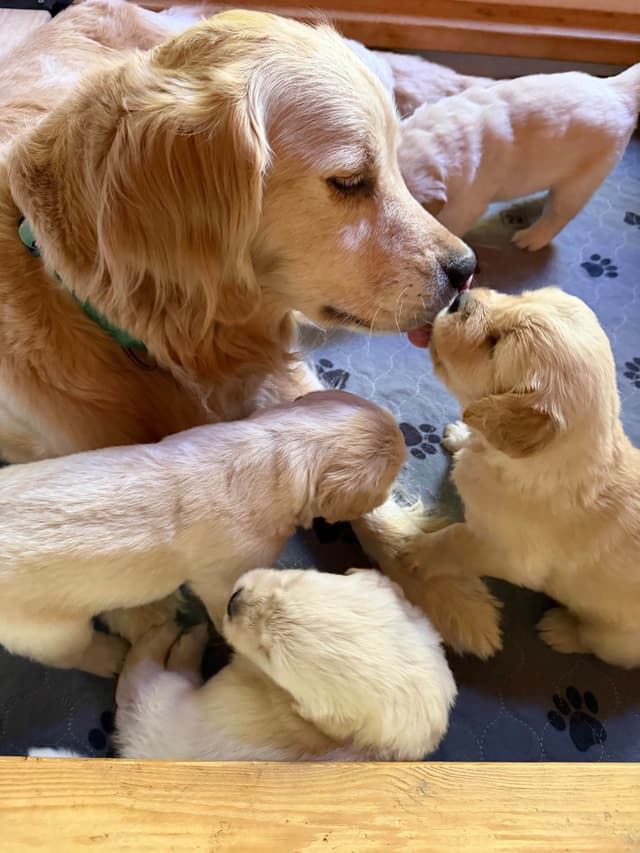 Golden Retriever Puppies media 7