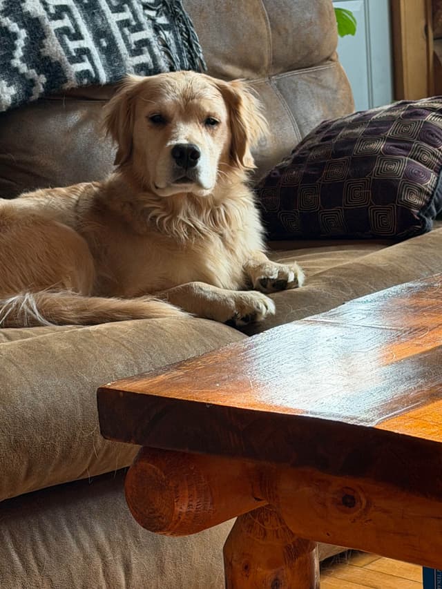 Golden Retriever Puppies media 8