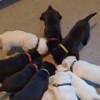 Labrador Retriever Puppies breeder image 24