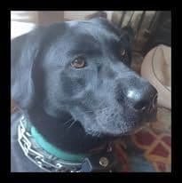 Labrador Retriever Puppies breeder image 3
