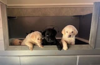 Labrador Retriever Puppies breeder image 26