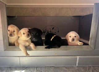 Labrador Retriever Puppies breeder image 28