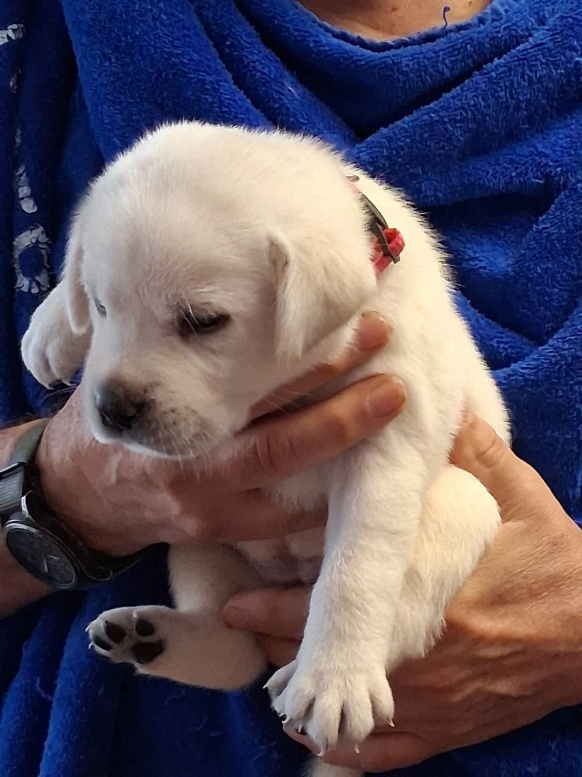 Labrador Retriever Puppies breeder image 4