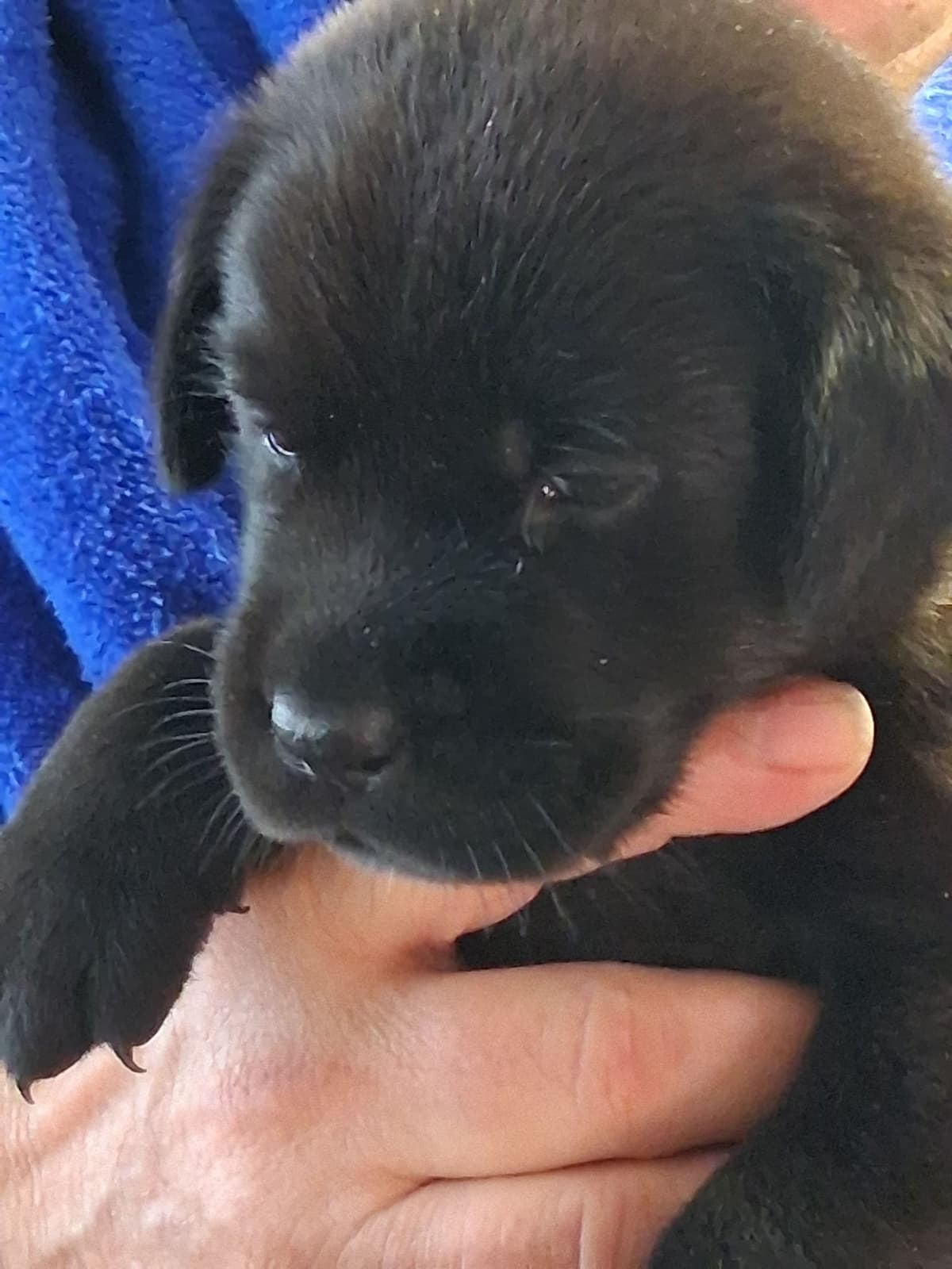 Labrador Retriever Puppies breeder image 6
