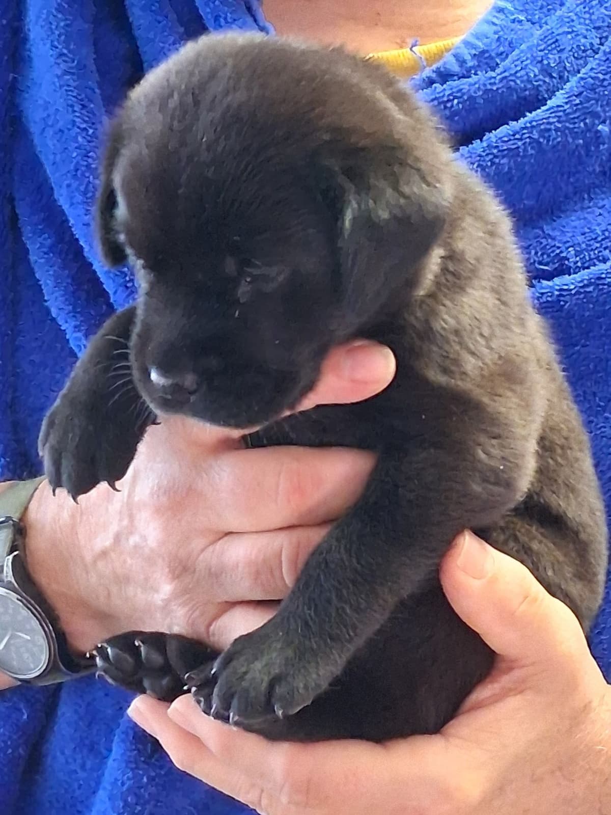 Labrador Retriever Puppies breeder image 7