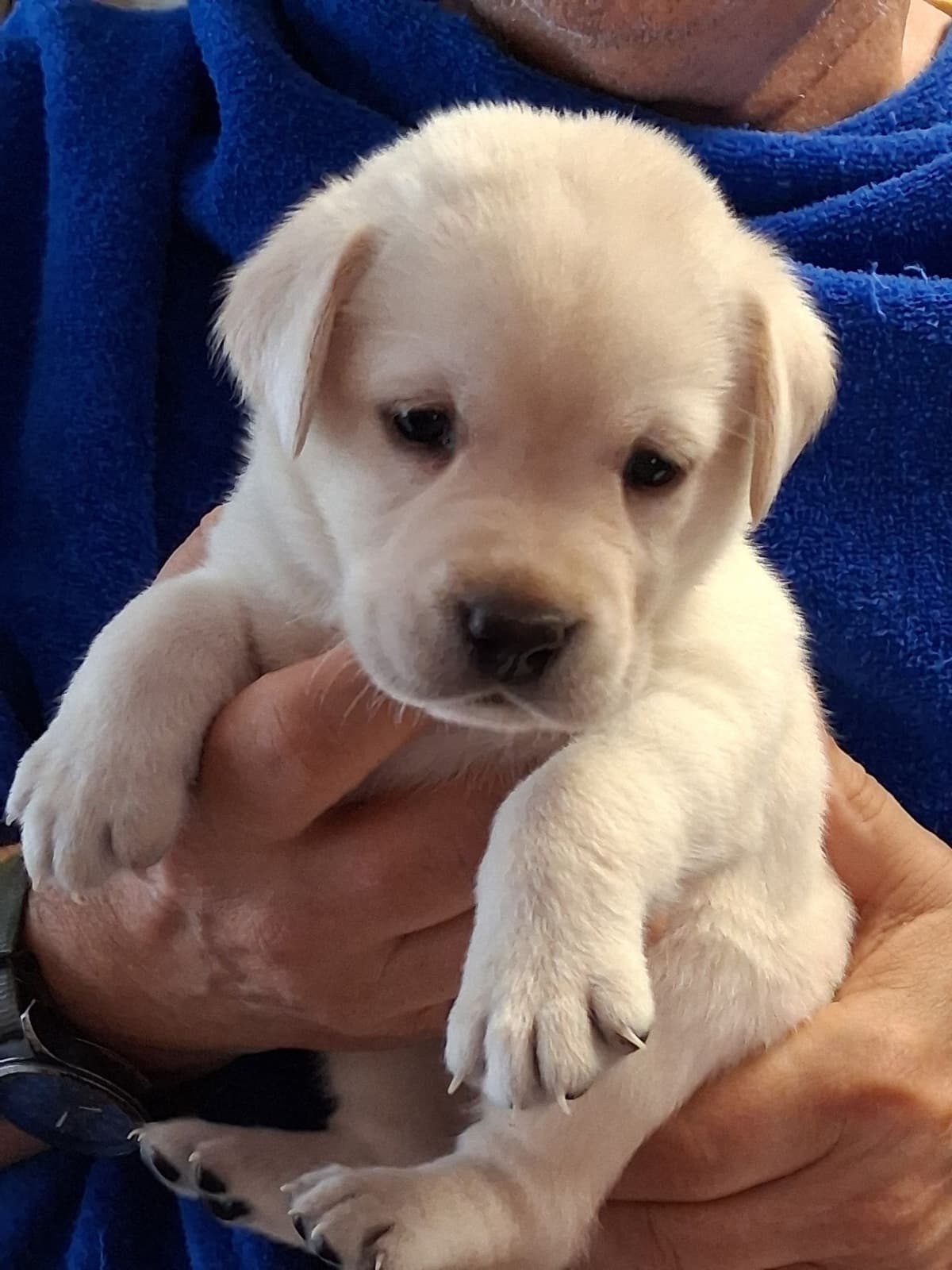 Labrador Retriever Puppies breeder image 8