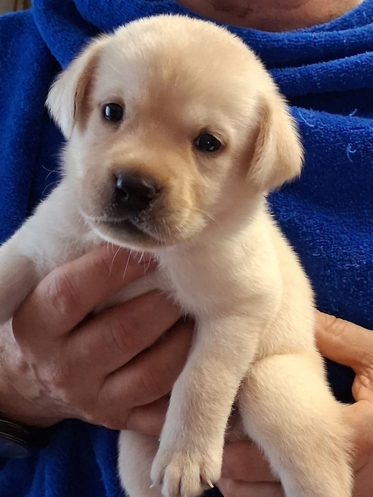 Labrador Retriever Puppies breeder image 10