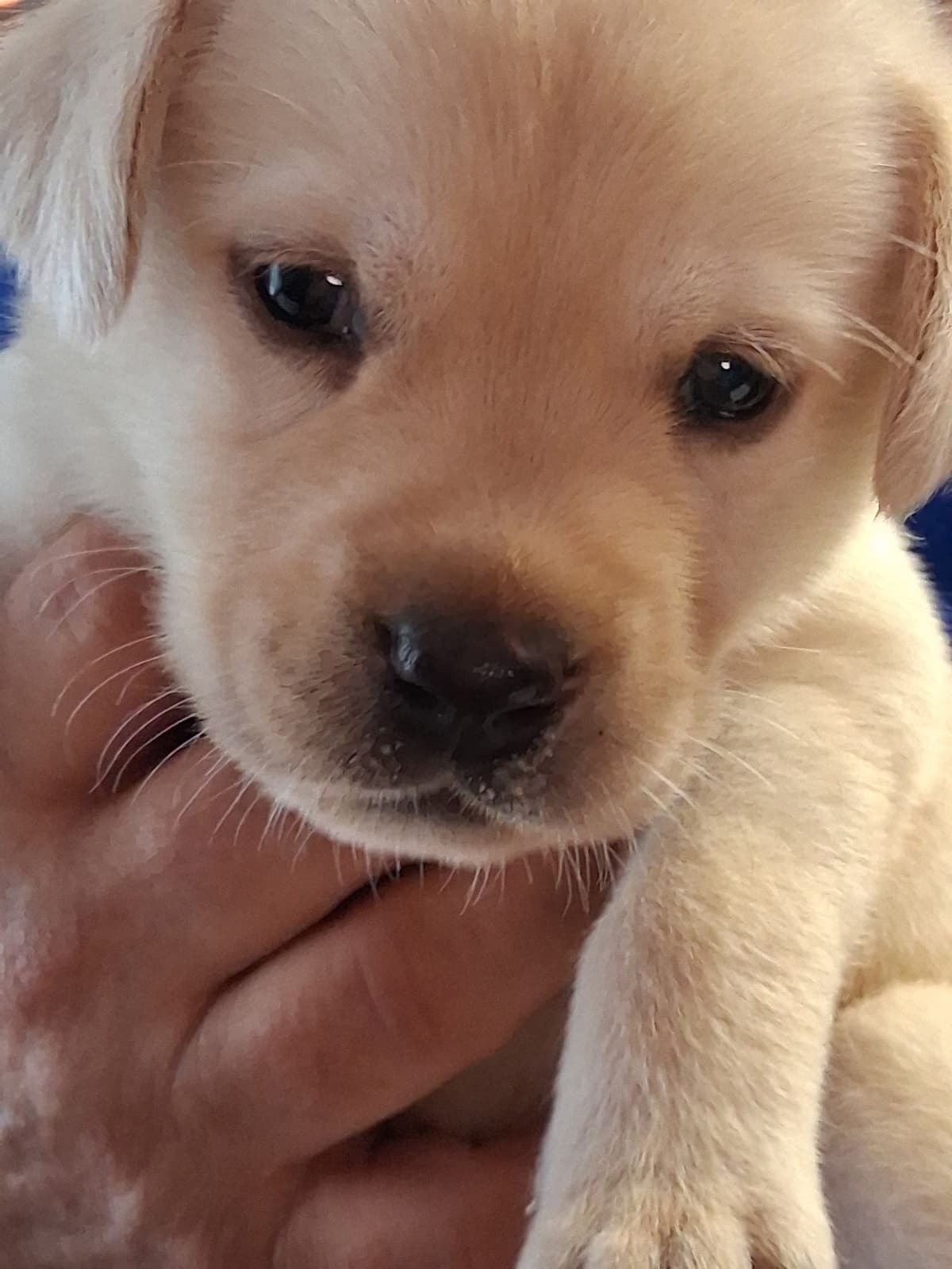 Labrador Retriever Puppies breeder image 11