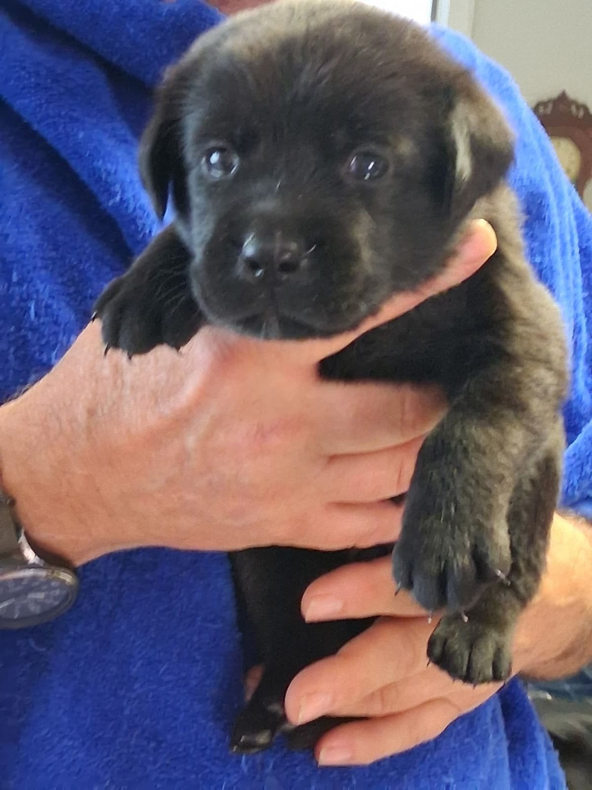 Labrador Retriever Puppies breeder image 12