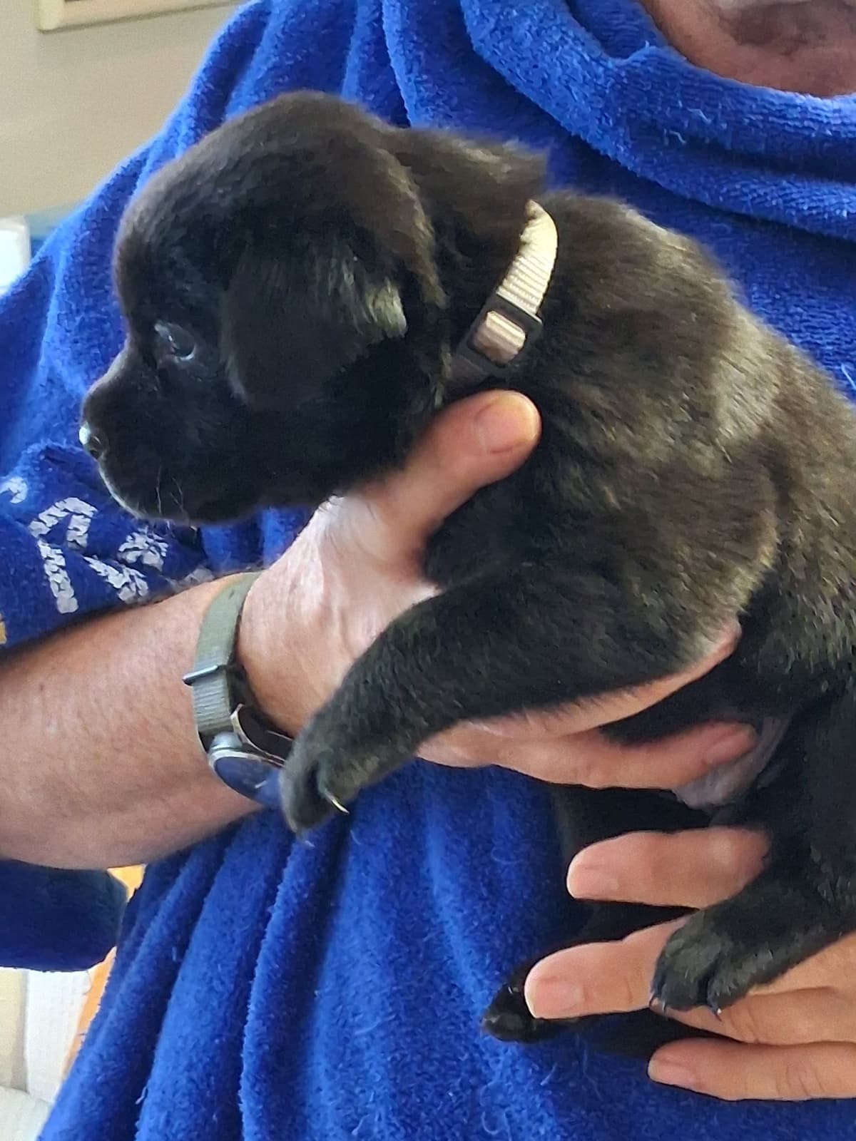 Labrador Retriever Puppies breeder image 13