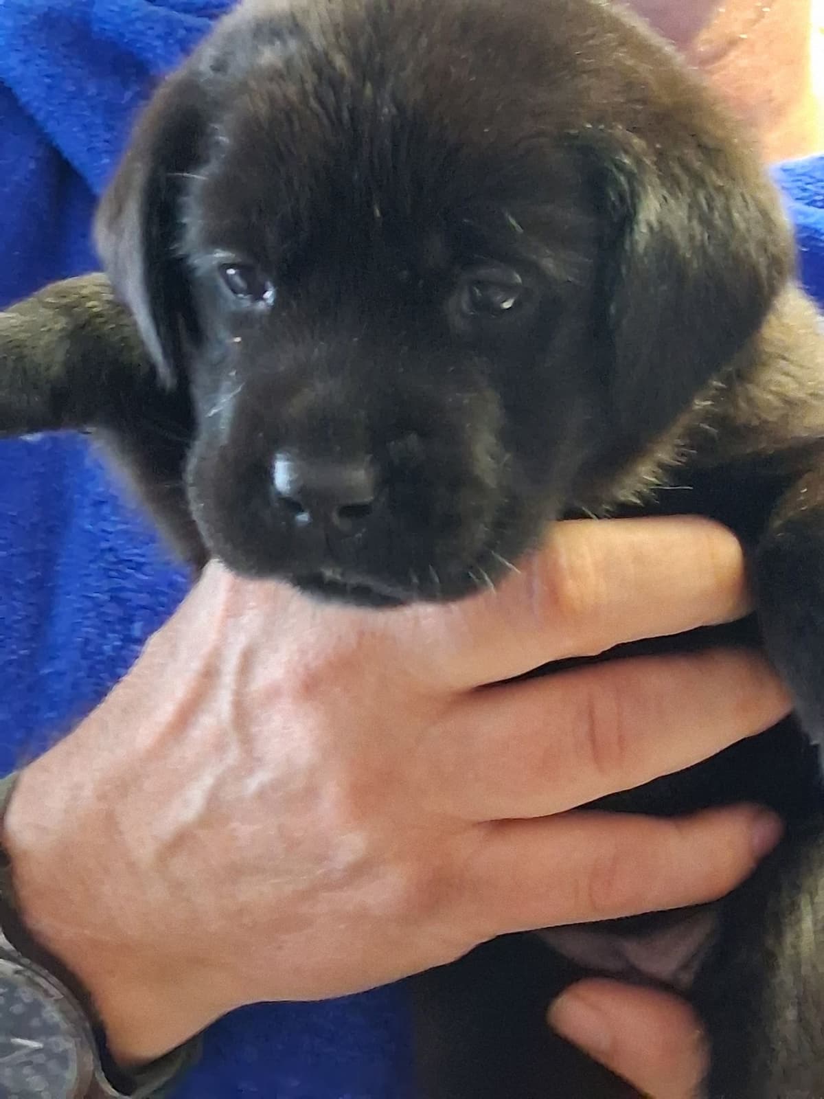 Labrador Retriever Puppies breeder image 16