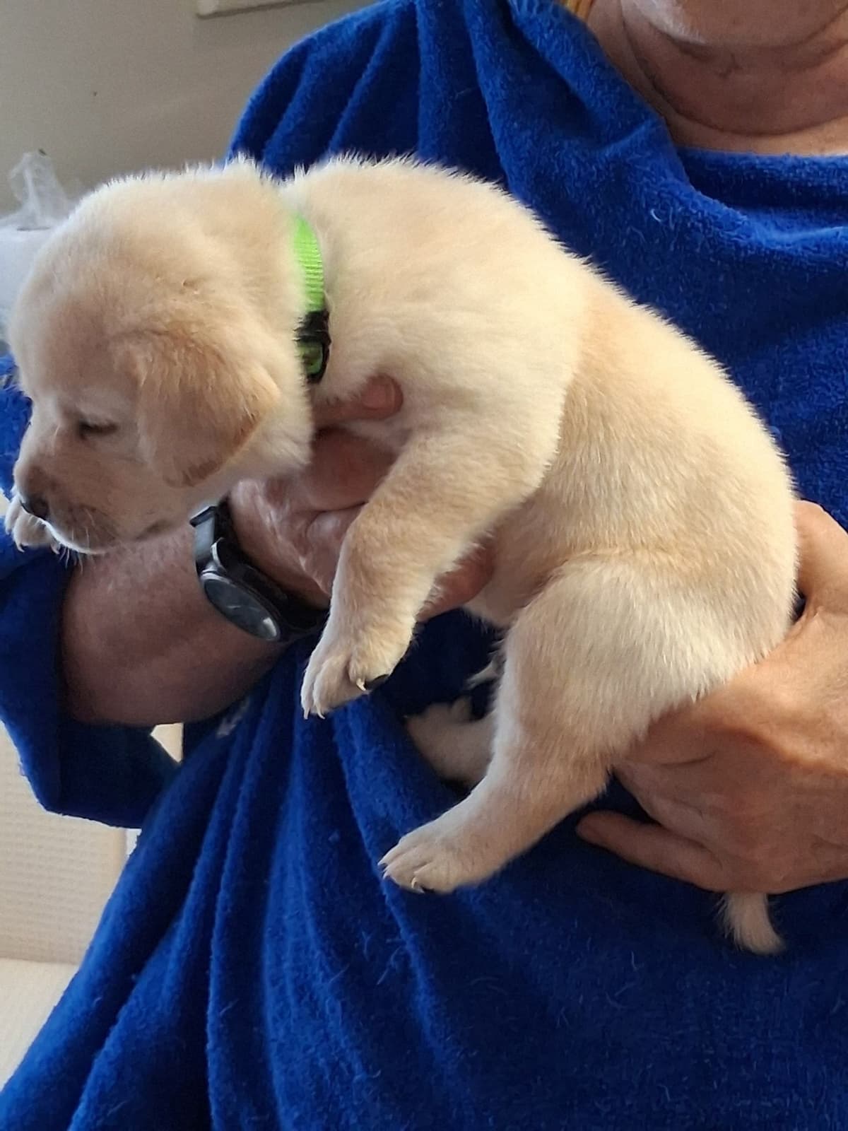 Labrador Retriever Puppies breeder image 18