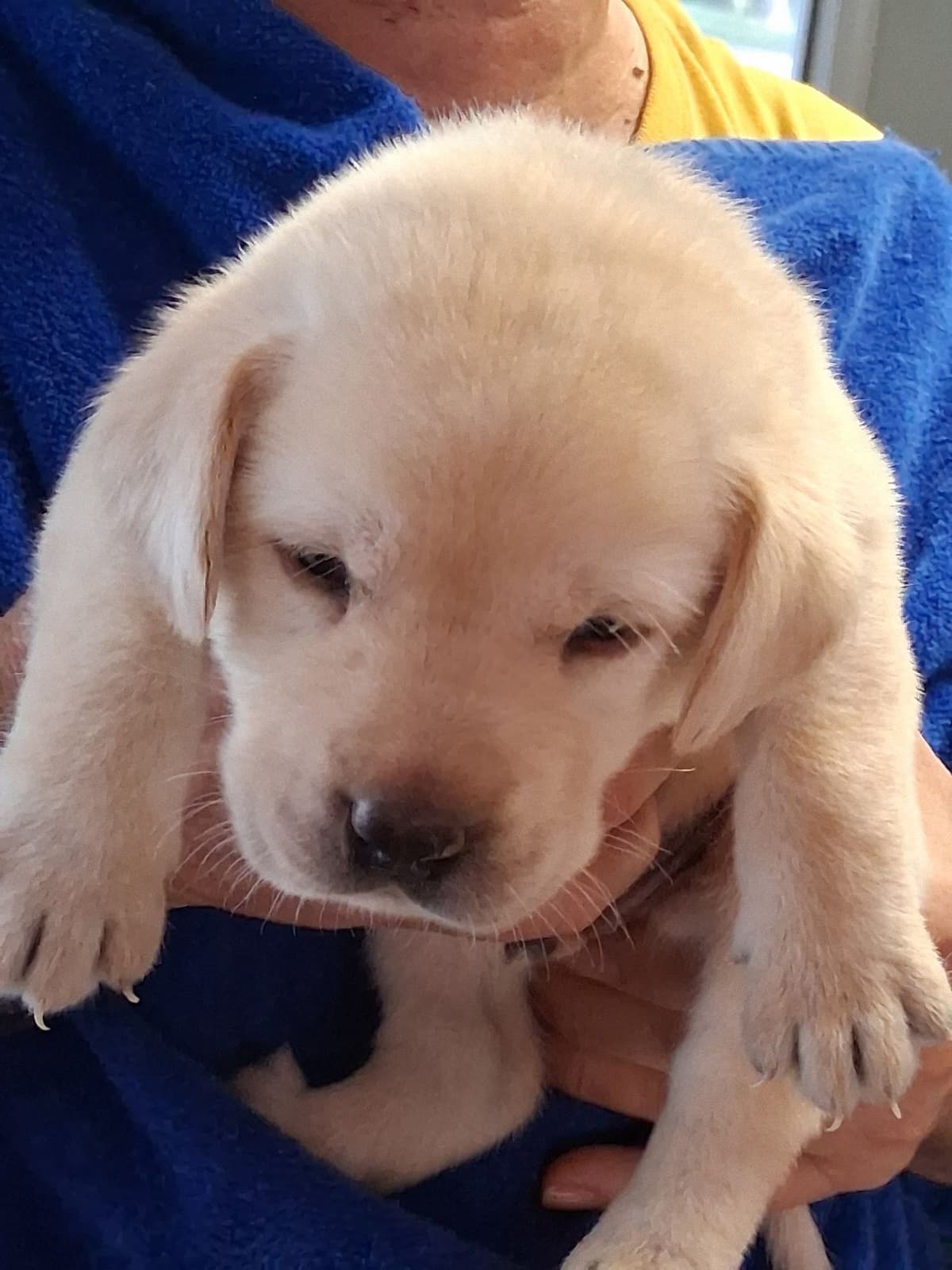 Labrador Retriever Puppies breeder image 19