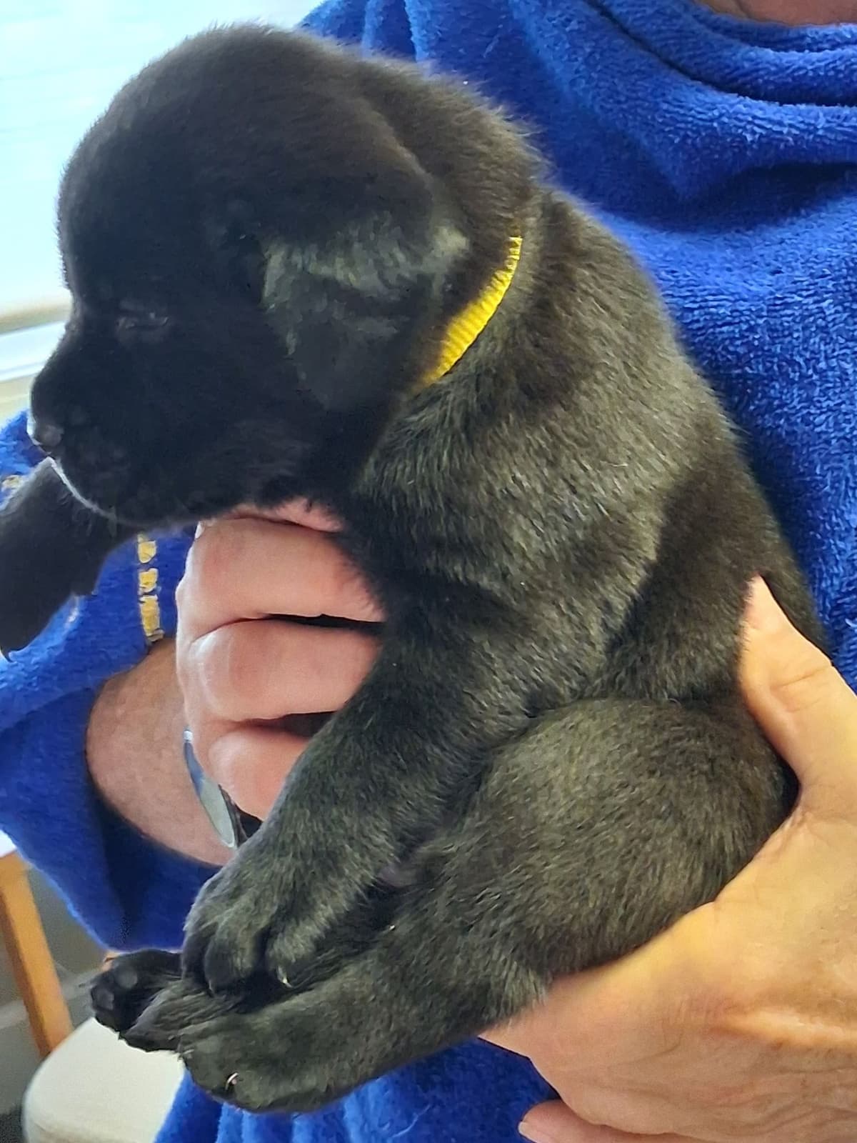Labrador Retriever Puppies breeder image 21