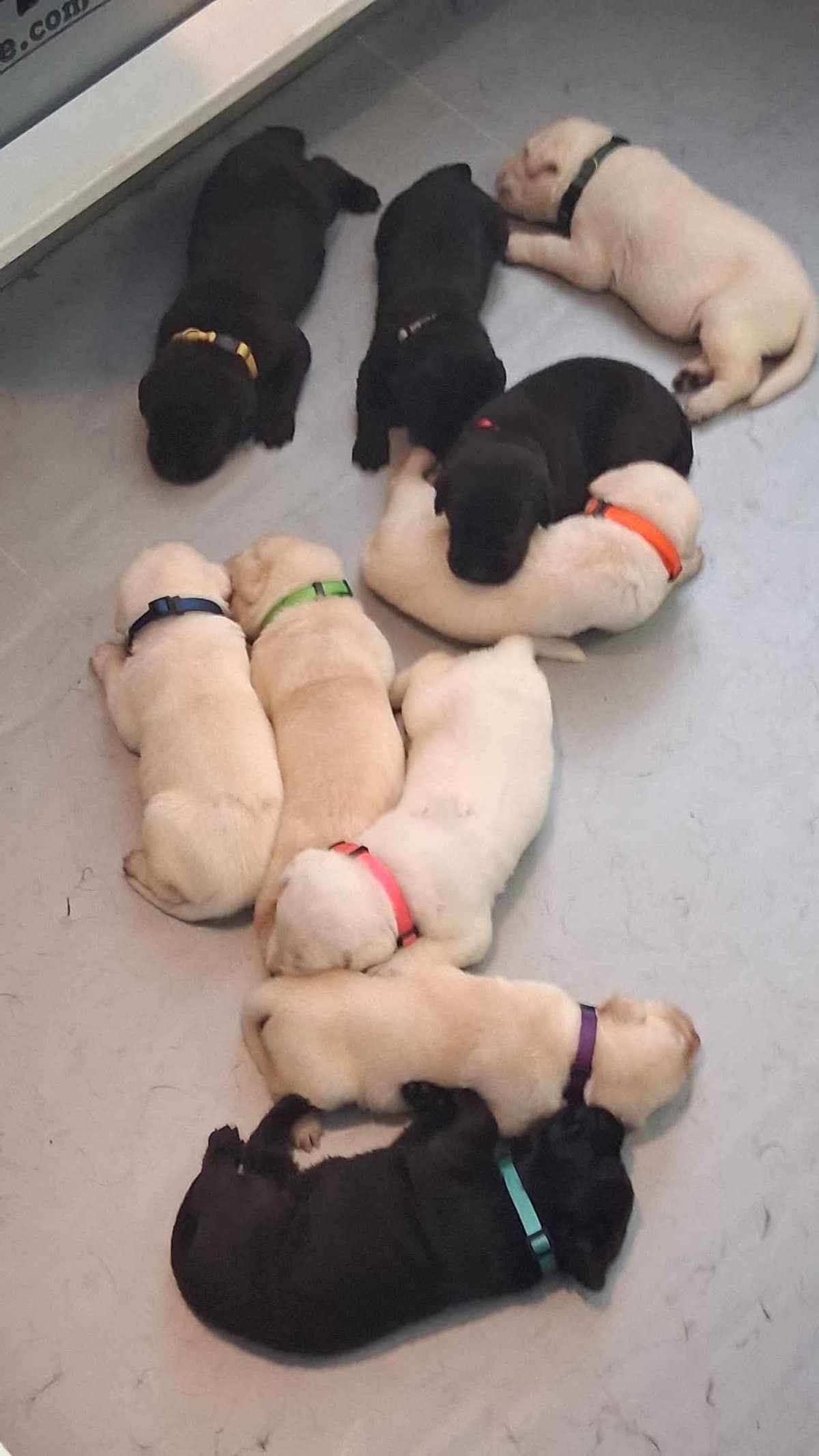 Labrador Retriever Puppies breeder image 1