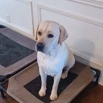 Labrador Retriever Puppies breeder image 30